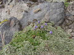 Nototriche phyllanthos