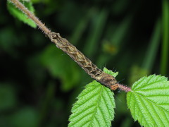 Thyatira batis formosicola