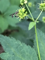 Sphegina
