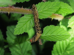 Thyatira batis formosicola
