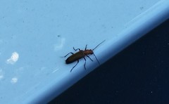 Nacerdes melanura
