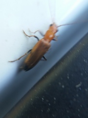 Nacerdes melanura