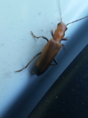 Nacerdes melanura
