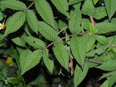 Thyatira batis formosicola