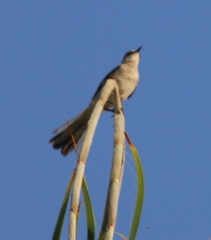 Mimus polyglottos