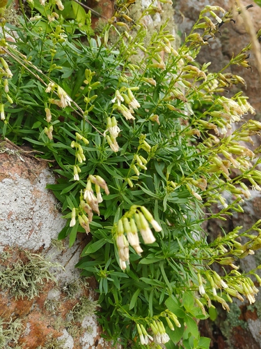 Silene foliosa iNat (1)
