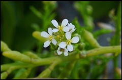 Cakile lanceolata