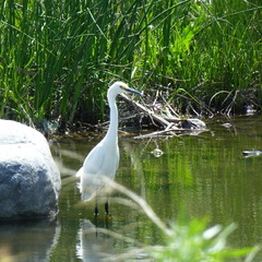 Egretta thula