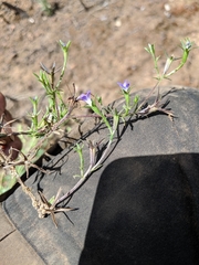 Githopsis specularioides