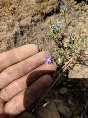 Githopsis specularioides