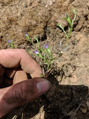 Githopsis specularioides