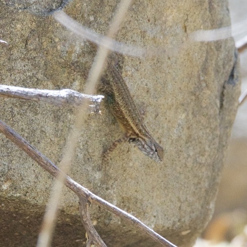 Cape Arboreal Spiny Lizard, Sceloporus licki
