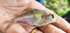 Salween Bream photo 1