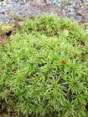 Leucolepis