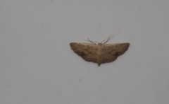 Scopula aemulata