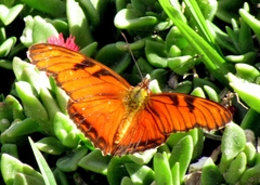 Dione juno miraculosa