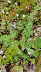 Dicentra cucullaria