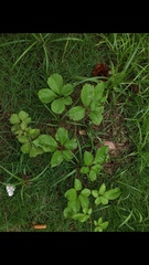 Causonis japonica
