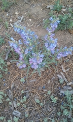 Penstemon angustifolius