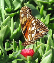 Dione juno miraculosa