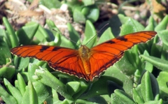 Dione juno miraculosa