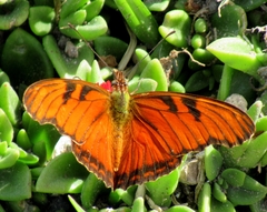 Dione juno miraculosa