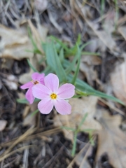 Phlox dolichantha