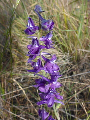 Delphinium hesperium