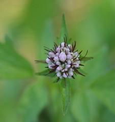 Valeriana sitchensis