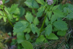 Valeriana sitchensis