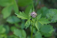 Valeriana sitchensis