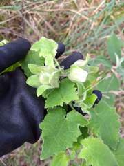 Lophospermum erubescens