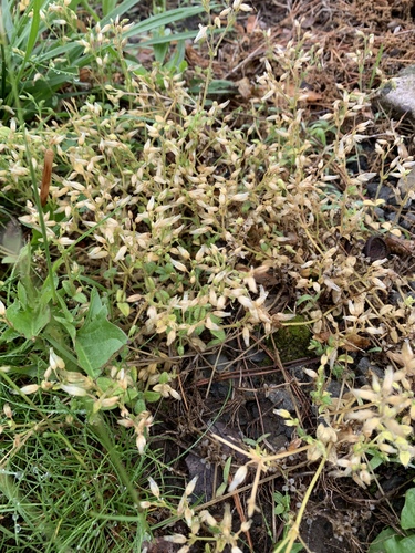 photo of Mouse-ear Chickweeds (Cerastium)