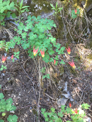 Aquilegia elegantula