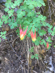 Aquilegia elegantula