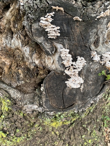 photo of Splitgill Mushroom (Schizophyllum commune)