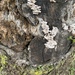 photo of Splitgill Mushroom (Schizophyllum commune)