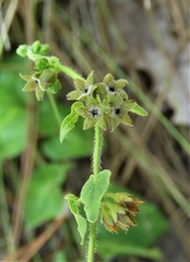 Chthamalia pubiflora image