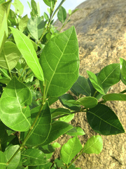 Ficus tinctoria gibbosa