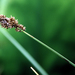 Carex cusickii - Photo Gordon Leppig & Andrea J. Pickart, δεν υπάρχουν γνωστοί περιορισμοί πνευματικών δικαιωμάτων (Κοινό Κτήμα)