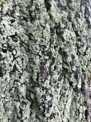 photo of Rosette Lichens (Physcia)