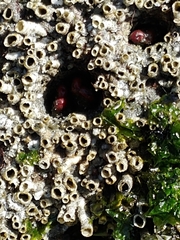 Dodecaceria fewkesi