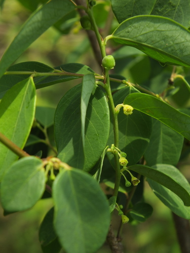 Breynia officinalis iNat (3)