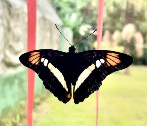 Adelpha radiata