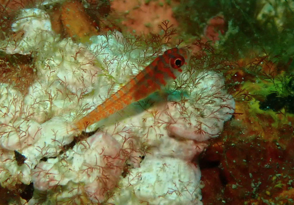 Okinawa Dwarfgoby