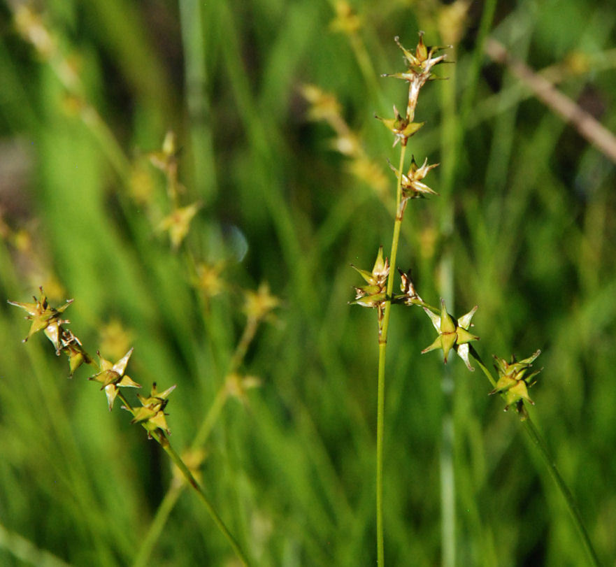 Carex echinata ssp. echinata