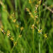 Star Sedge - Photo (c) 2010 Barry Breckling, some rights reserved (CC BY-NC-SA)