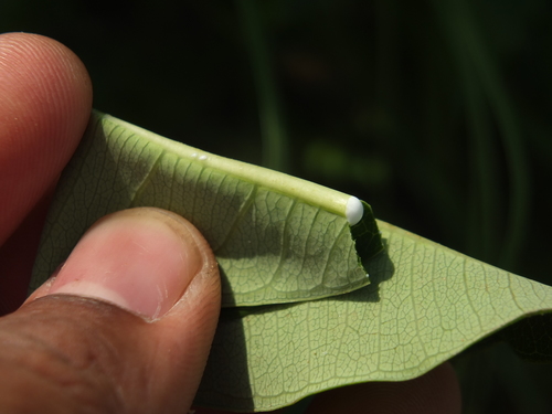 Image of Cryptolepis buchananii by (c) Siddarth Machado, some rights reserved (CC BY)
