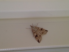 Udea washingtonalis