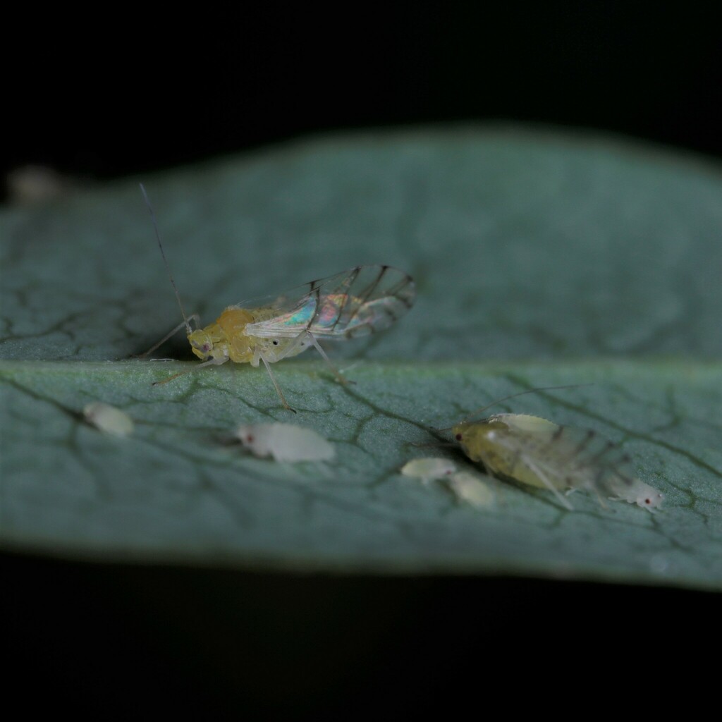 Therioaphis tenera